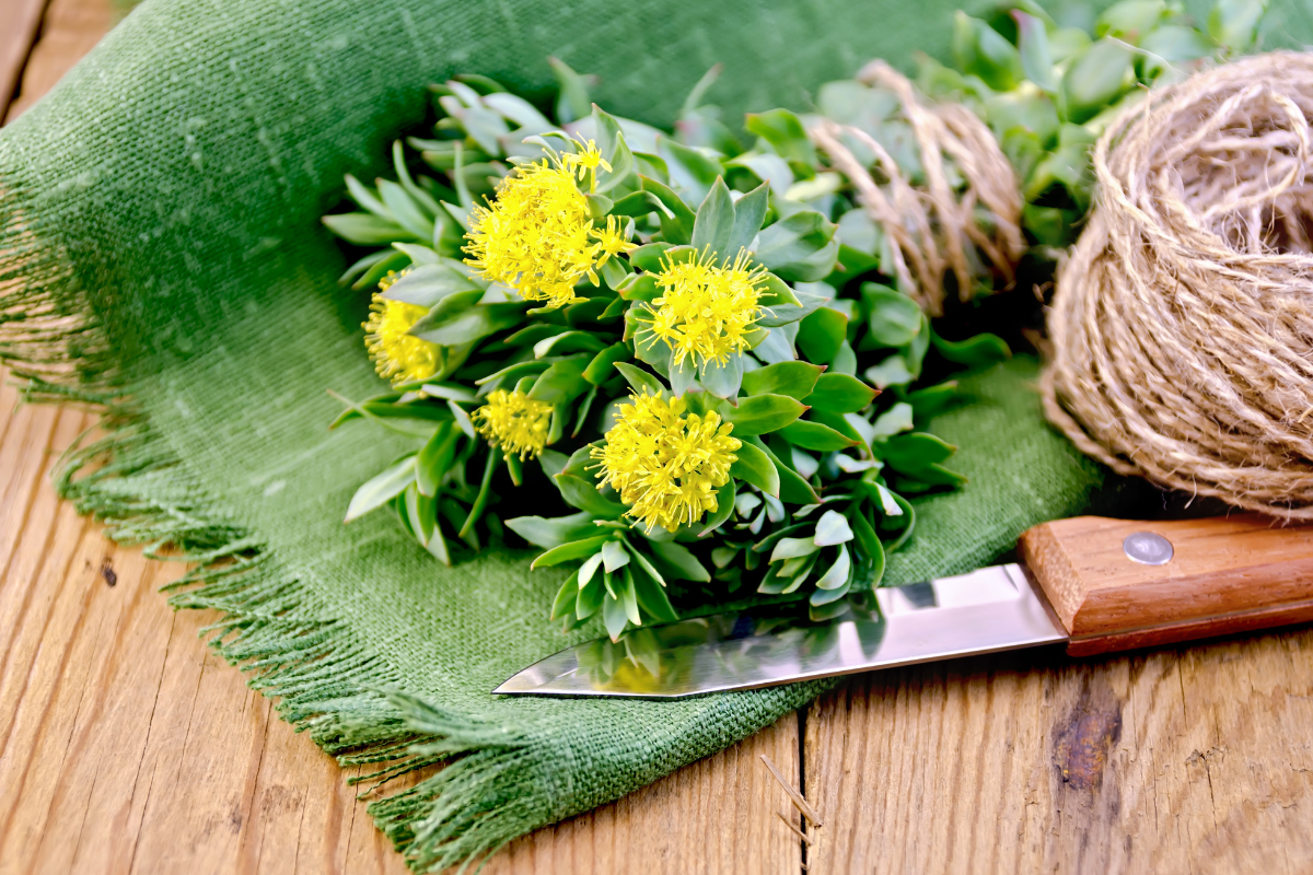 How long does rhodiola rosea take to work